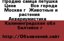 Продаю самца петушка › Цена ­ 700 - Все города, Москва г. Животные и растения » Аквариумистика   . Калининградская обл.,Балтийск г.